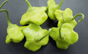 UFO型のトウガラシ