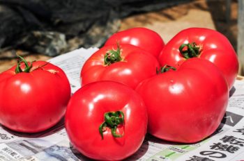 桃井農園トマト