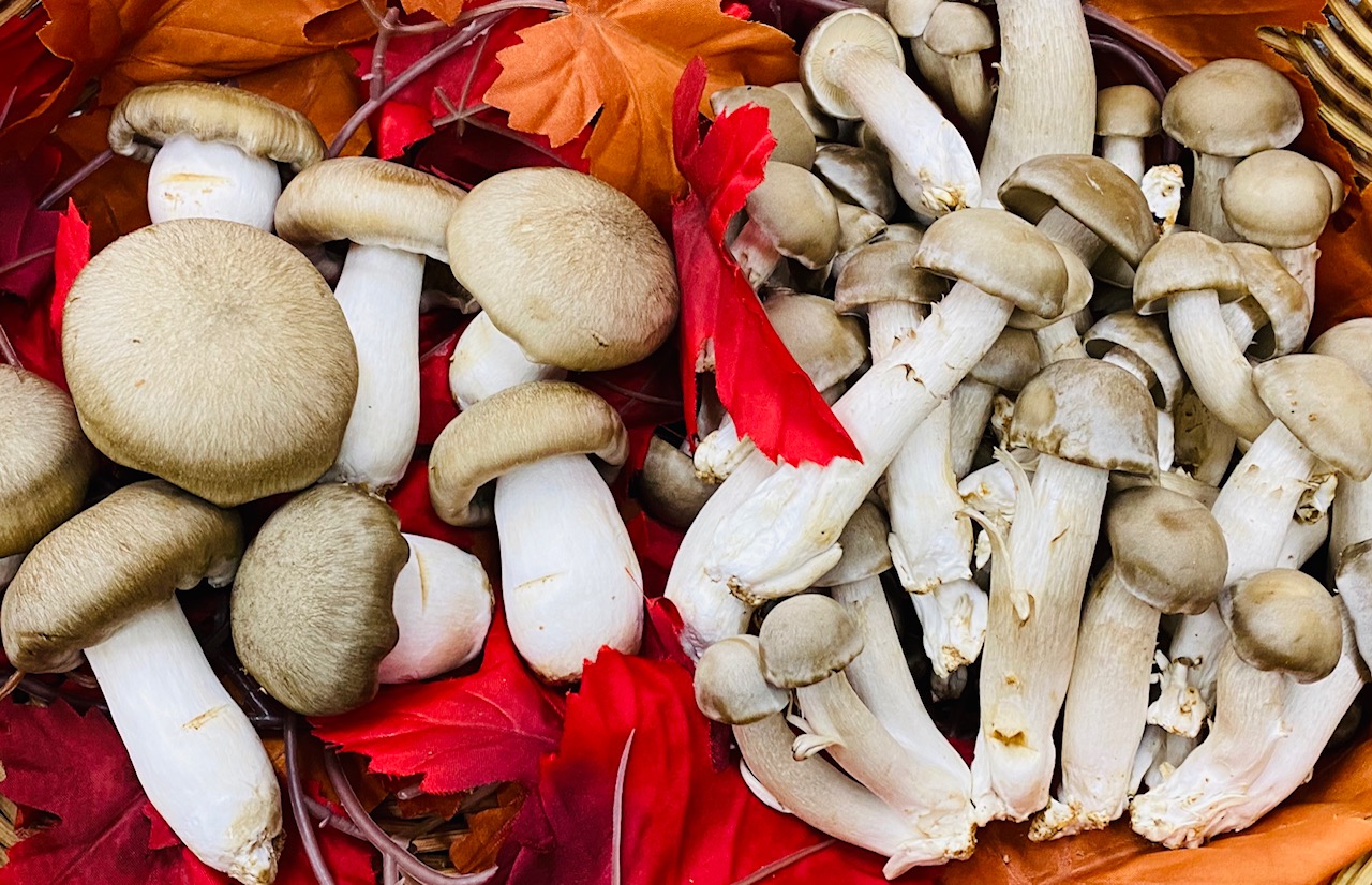 大黒本しめじ、大粒丹波しめじ入荷中!!