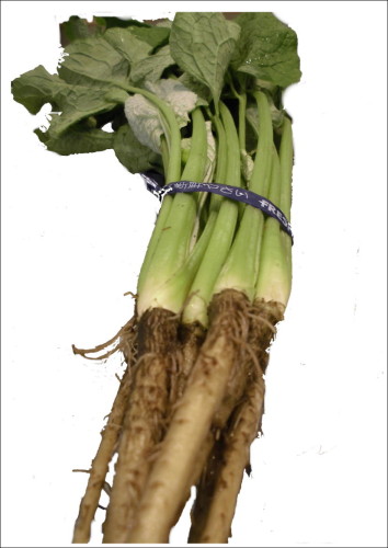 京都産　葉ごぼう