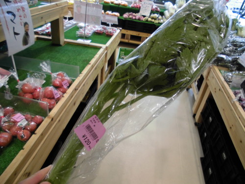 京都産のセロリ