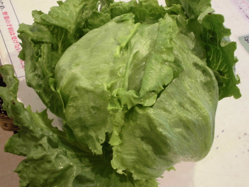 中嶋さん　レタス