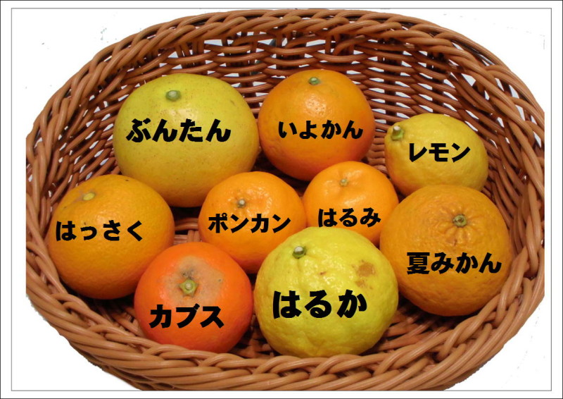 じねんと市場の柑橘類２