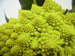 011　ブロッコリー３