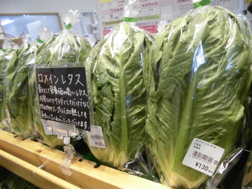 京都産ロメインレタス