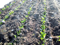 ほうれん草　きれいにした後